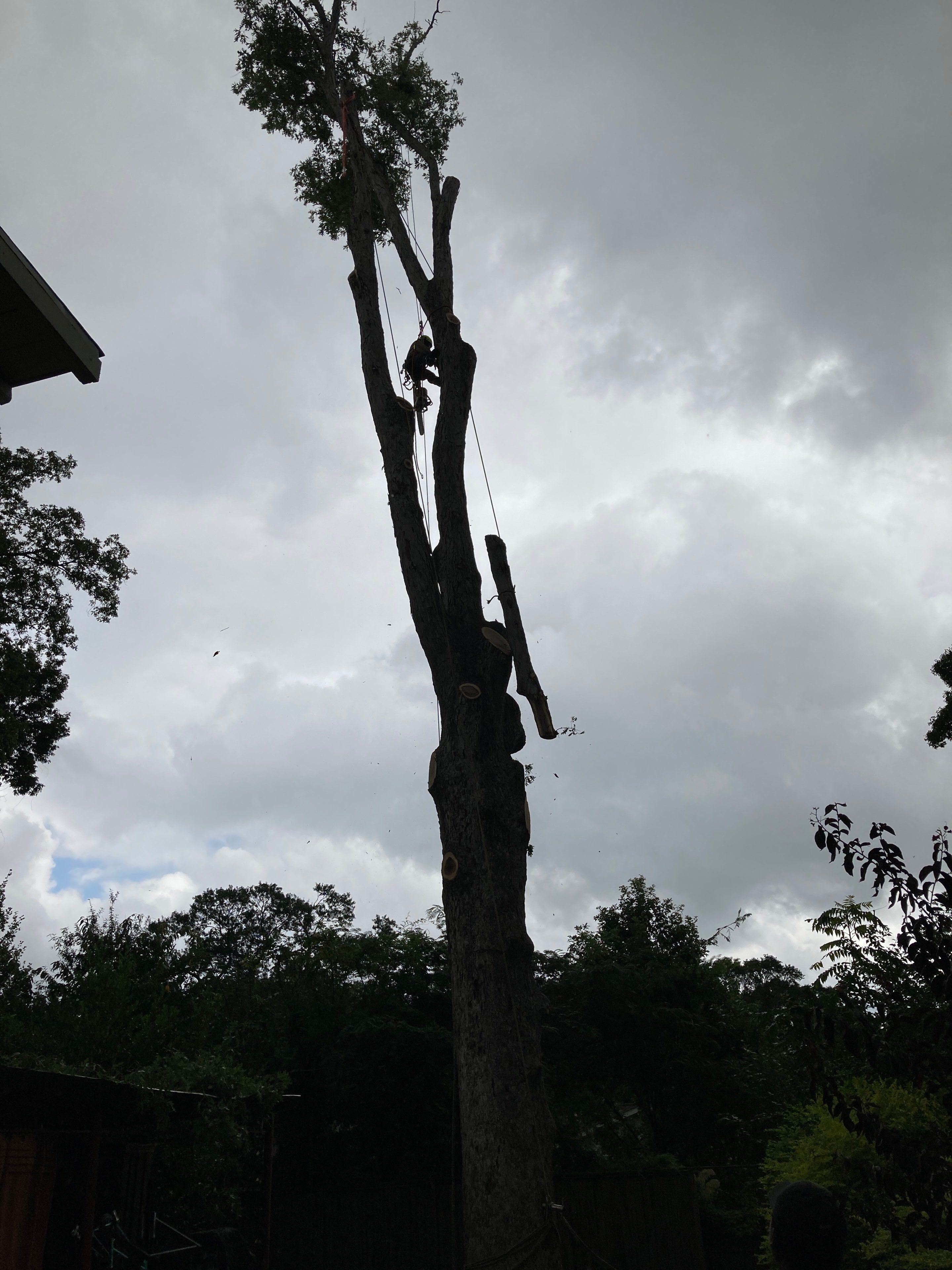 Tree Removal