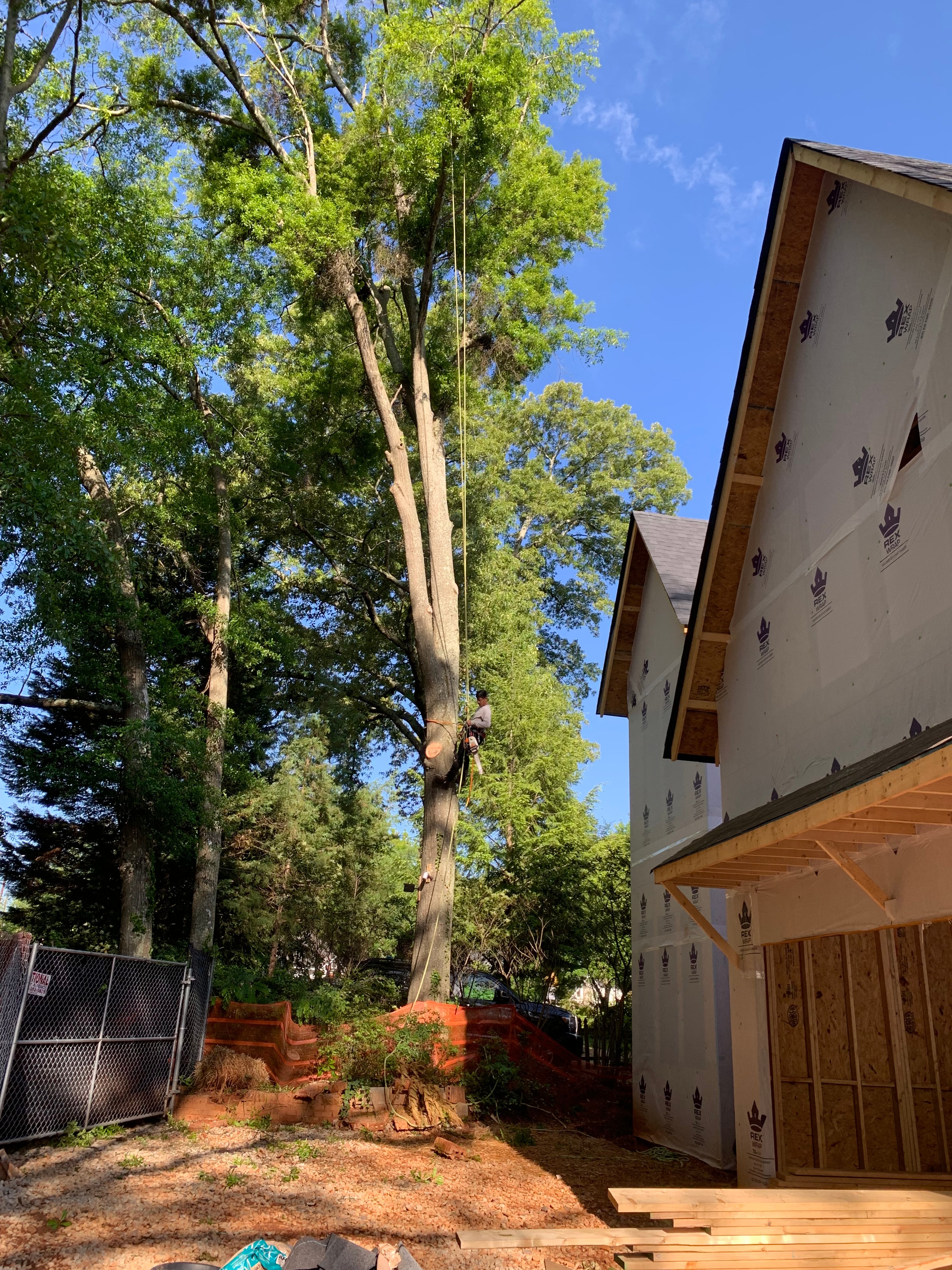 Tree Trimming