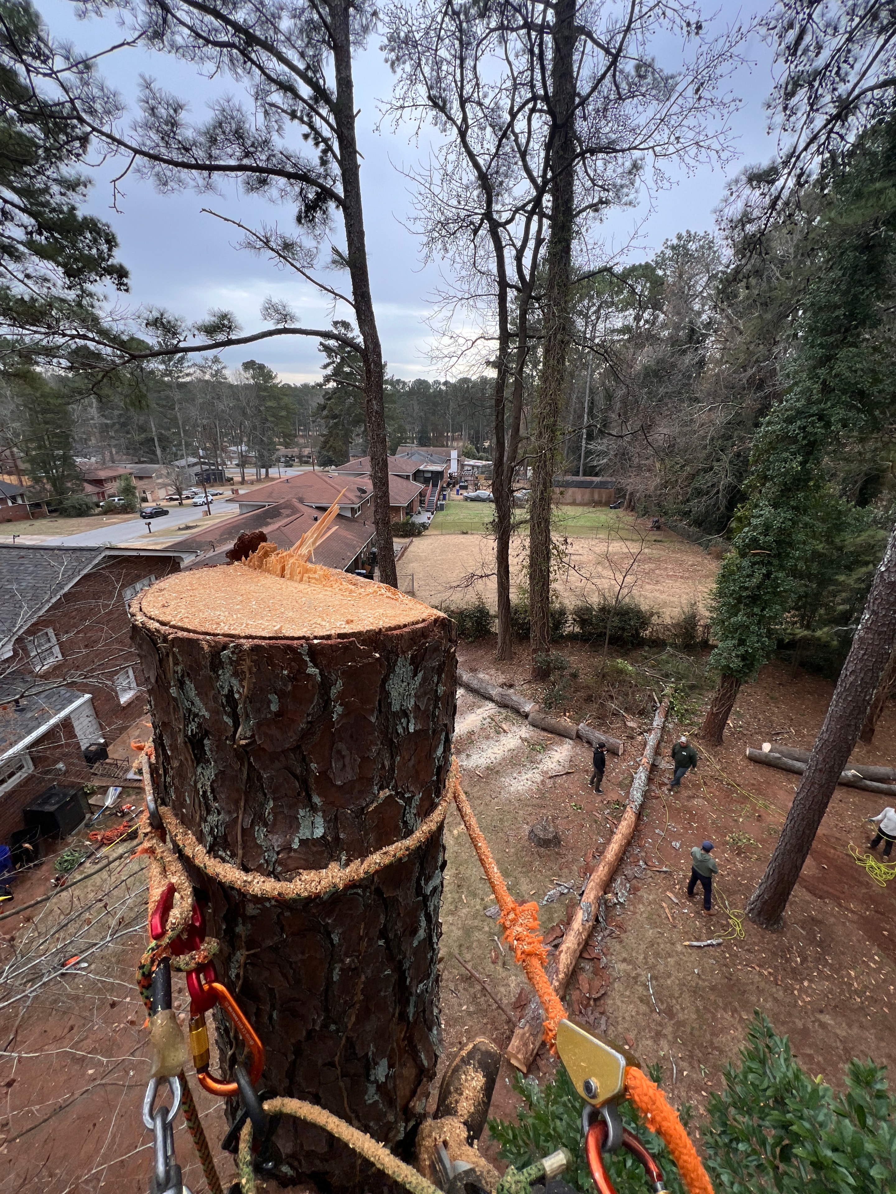 J&J's tree service job site